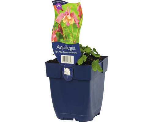 Orlíček FloraSelf Aquilegia Spring Magic® Rose & Ivory 5-20 cm květináč 0,5 l Orlíček ''Spr. Mag. Rose a Ivory'' v modrém květináči