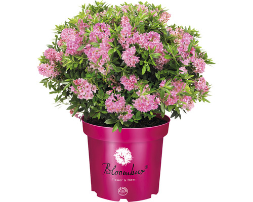 Pěnišník zakrslý drobnokvětý alternativa buxusu/zimostrázu Bloombux® Magenta Rhododendron micranthum 'Bloombux' ® 15-20 cm květináč 2 l