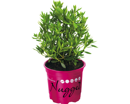 Pěnišník zakrslý drobnokvětý alternativa zimostrázu/buxusu Magenta Rhododendron micranthum 'Bloombux'® 5-10 cm květináč 11 cm