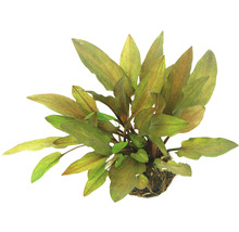 Akvarijní rostlina s podlouhlými listy