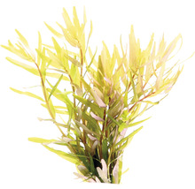 Vodní rostlina Hygrophila polysperma