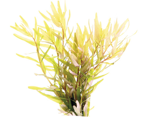 Vodní rostlina Rotala rotund. 'Laos' Vodní rostlina Hygrophila polysperma