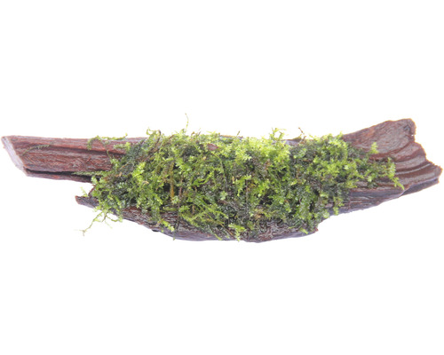 Měchýřka – Vesicularia Mech na kusu dřeva