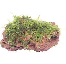 Dekorace akvária s mechem na porézním kameni