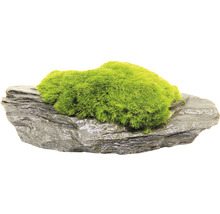 Mech na břidlici pro dekoraci akvária