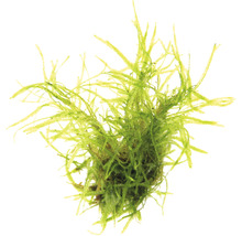 Akvarijní rostlina jávský mech