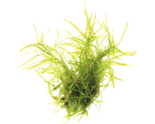 Vodní rostlina Taxiphyllum alternans 'Taiwan' Akvarijní rostlina jávský mech
