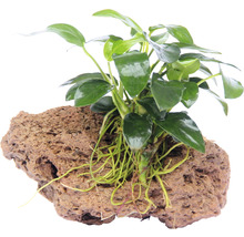 Epifytická rostlina na lávovém kameni pro akvária