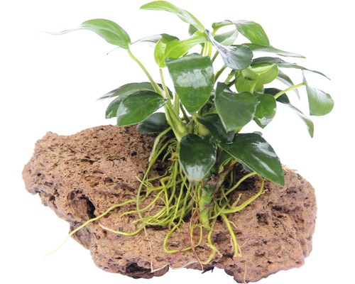 Vodní rostlina Anubias Bonsai na kameni Epifytická rostlina na lávovém kameni pro akvária