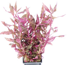 Ludwigia repens akvarijní rostlina v květináči