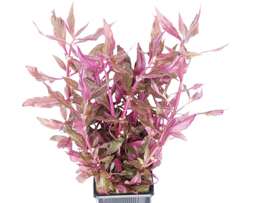 Vodní rostlina Alternanthera reineckii 'Red Ruby' XXL Ludwigia repens akvarijní rostlina v květináči