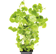 Pupečník v květináči pro akvária