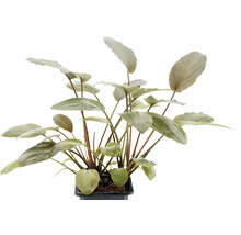 Rostlina kryptokoryne v květináči