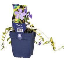 Barvínek malý žlutě panašovaný FloraSelf Vinca minor 'Cahillil Illumination' květináč Ø 11 cm