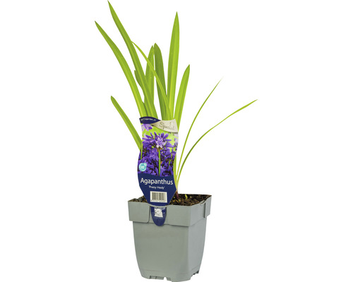 Kalokvět Agapanthus 'Pretty Heidy' výška 5-20 cm květináč 0,5 l