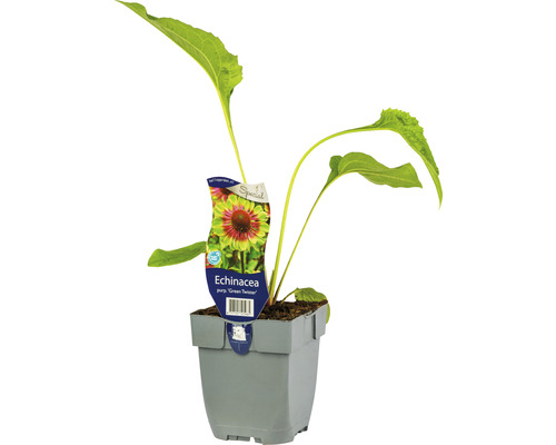 Třapatka zelená Echinacea purpurea 'Green Twister' 5-50 cm květináč 0,5 l