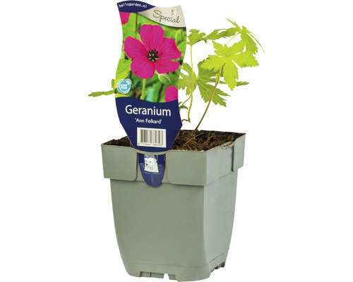 Kakost FloraSelf Geranium hybrid 'Ann Folkard' 5-30 cm květináč 0,5 l