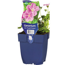 Kakost FloraSelf Geranium x riversleaianum 'Russel Prichard' výška 5-40 cm květináč 0,5 l