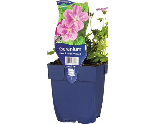 Kakost FloraSelf Geranium x riversleaianum 'Russel Prichard' výška 5-40 cm květináč 0,5 l Kakost FloraSelf Geranium x riversleaianum 'Russel Prichard' výška 5-40 cm květináč 0,5 l