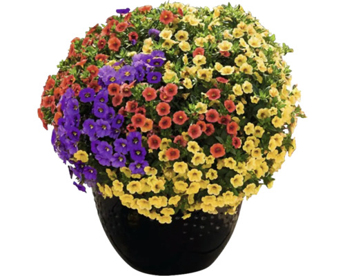 Květinový závěs s kvetoucími Million Bells v různých barvách