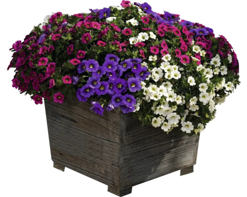 Květinové aranžmá s petúniemi v dřevěném květináči