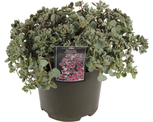 Rozchodník FloraSelf Sedum 'Lidakense' 5-15 cm květináč 3 l