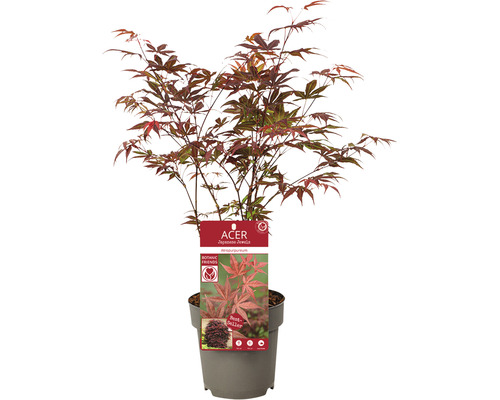 Javor dlanitolistý červený Acer palmatum 'Atropurpureum' výška 30-40 cm květináč 15 cm
