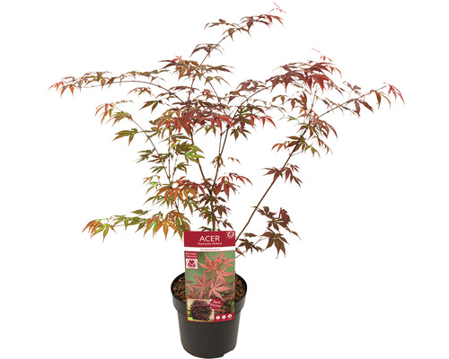 Javor japonský v květináči