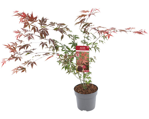 Japonský javor v květináči