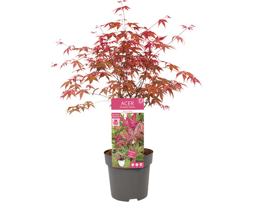 Javor japonský v květináči