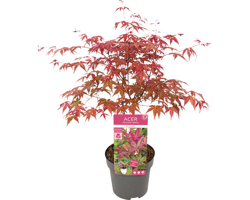 Japonský javor v květináči s červenými listy