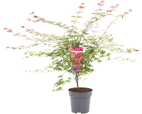 Javor japonský v květináči