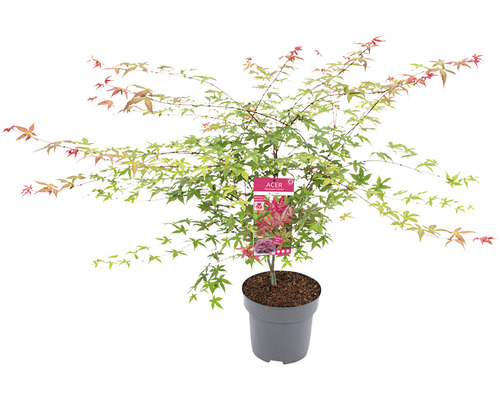 Javor dlanitolistý Acer palmatum 'Beni Maiko' výška 80-100 květináč 10 l
