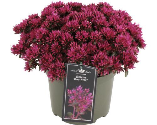 Rozchodník FloraSelf Sedum 'Deep Rose' 5-15 cm květináč 3 l