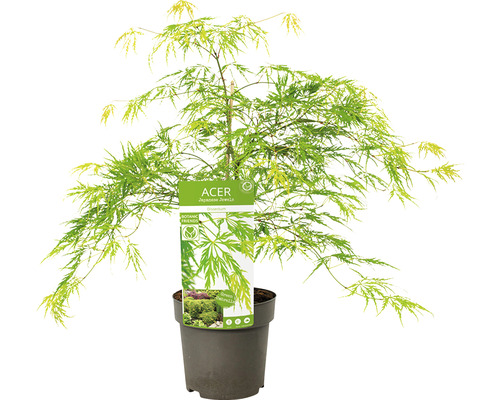 Japonský javor v květináči