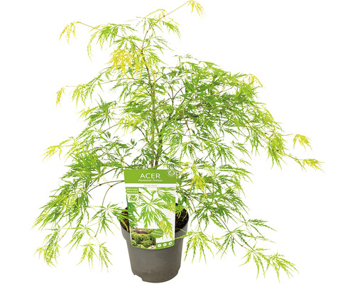 Javor dlanitolistý zelený Acer palmatum 'Dissectum' výška 50-60 květináč 3 l Japonský javor v květináči