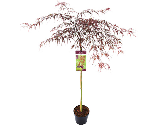 Javor japonský v květináči