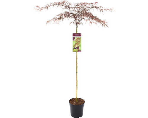 Japonský javor v květináči