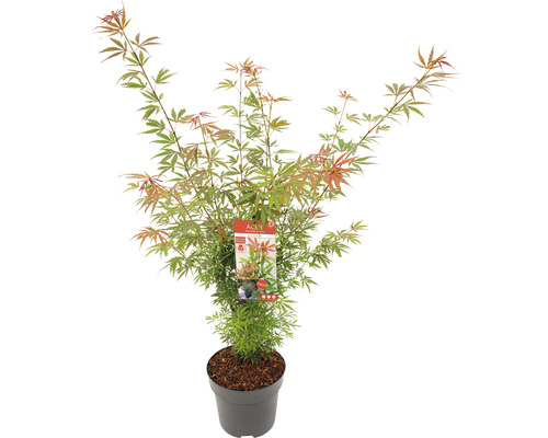 Javor dlanitolistý Acer palmatum 'Jerre Schwartz' výška 80-100 cm květináč 10 l Javor japonský v květináči