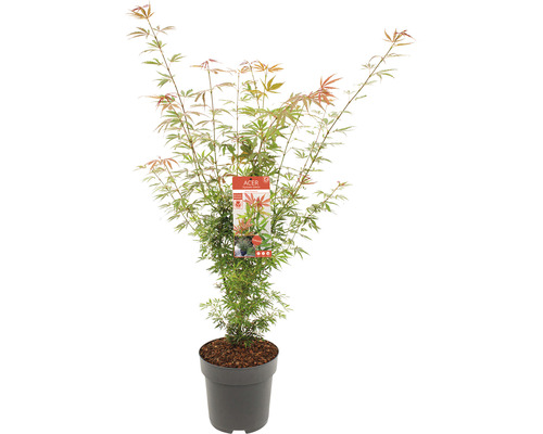 Javor japonský v květináči