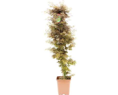 Javor dlanitolistý Acer palmatum 'Jerre Schwartz' výška 130-140 cm květináč 14 l Javor japonský v květináči