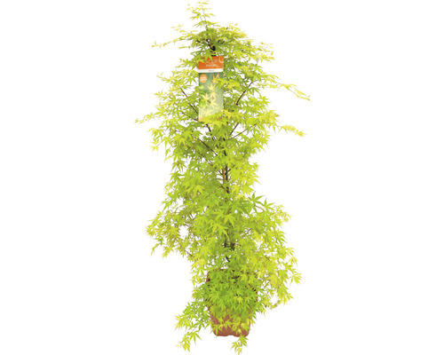 Javor dlanitolistý Acer palmatum 'Katsura' výška 130-140 květináč 14 l