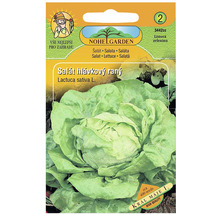 Balení semen hlávkového salátu