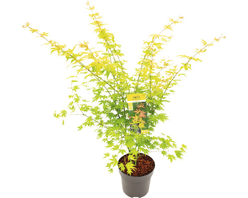 Javor dlanitolistý oranžový Acer palmatum 'Orange Dream' výška 80-100 cm květináč 10 l