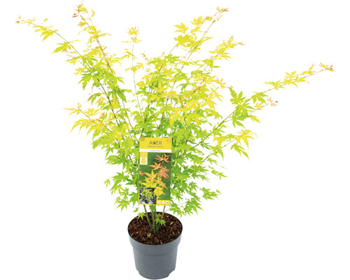 Javor dlanitolistý oranžový Acer palmatum 'Orange Dream' výška 60-80 cm květináč 6,5 l