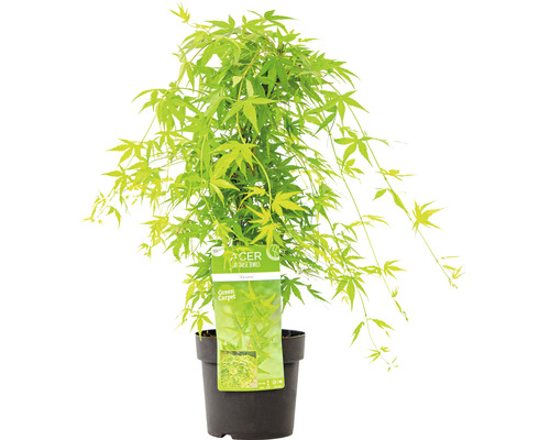 Javor japonský ''Green Carpet'' v květináči