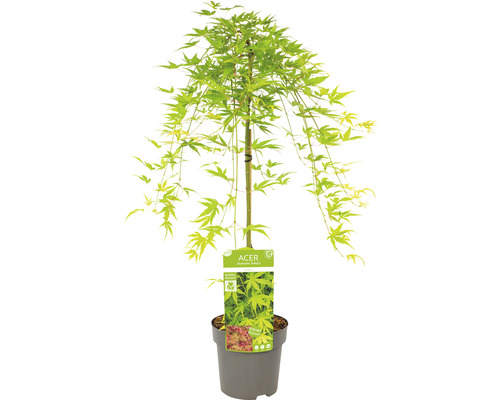Javor japonský v květináči