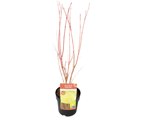 Japonský javor v květináči s červenými větvemi
