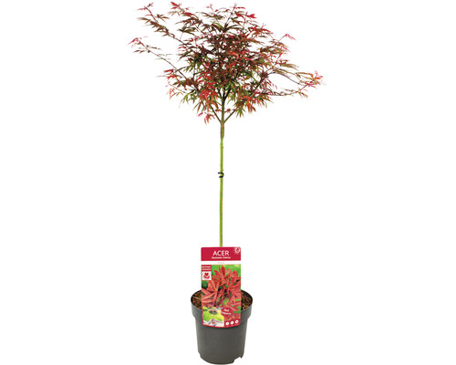 Javor dlanitolistý Acer palmatum 'Shaina' polokmen 40 cm květináč 3 l