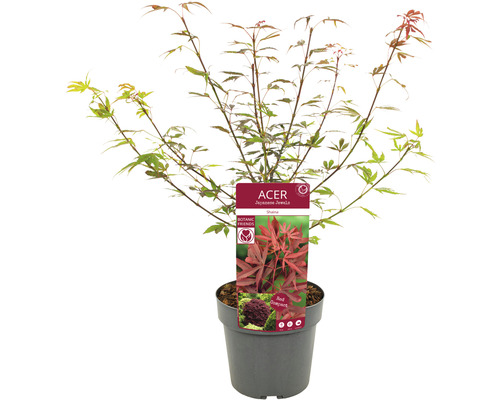 Javor japonský v květináči